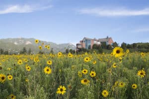 CCL Colorado Springs Sunflowers