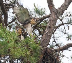 hawk-nest-ccl-greensboro